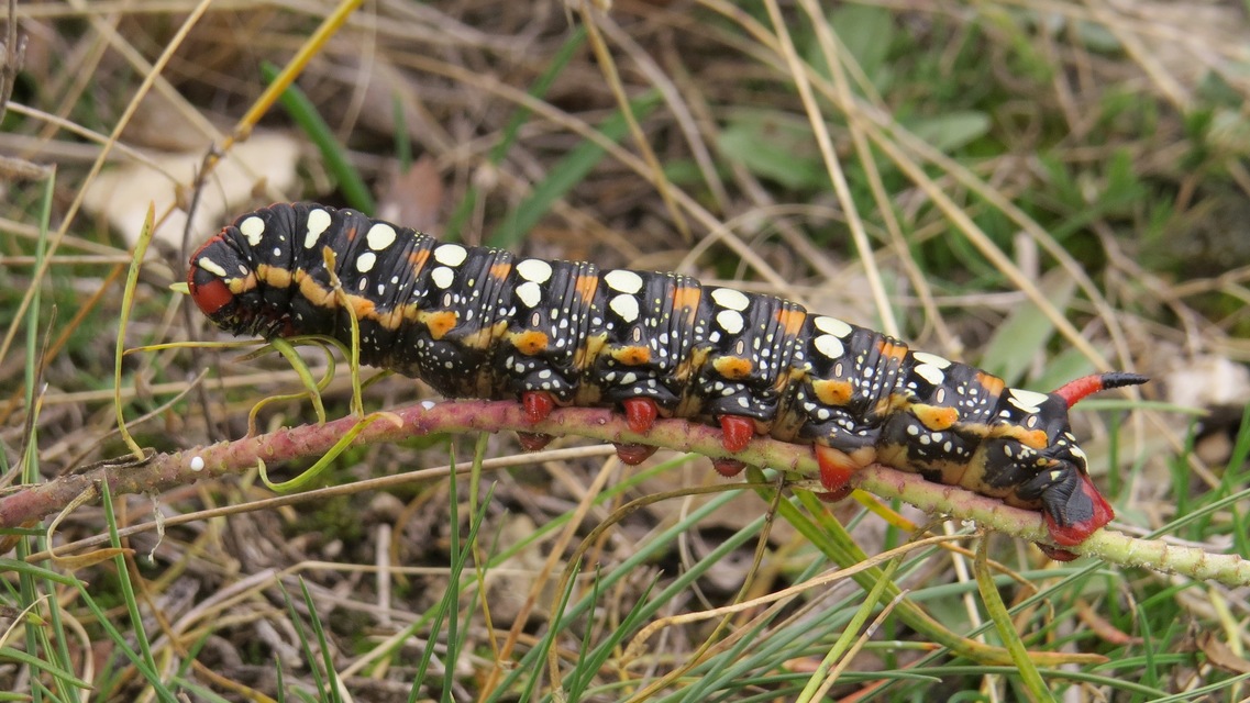 Hyles euphorbiae - kutyatejszender