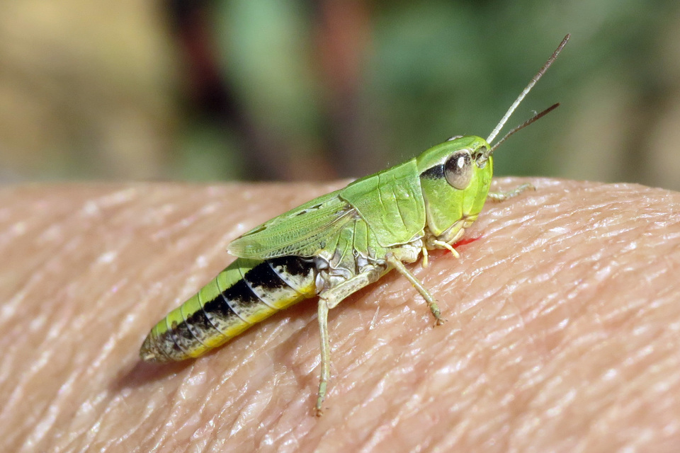 Pseudochorthippus parallelus - közönséges rétisáska