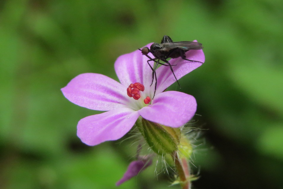 Empis pennipes - tollaslábú táncoslégy
