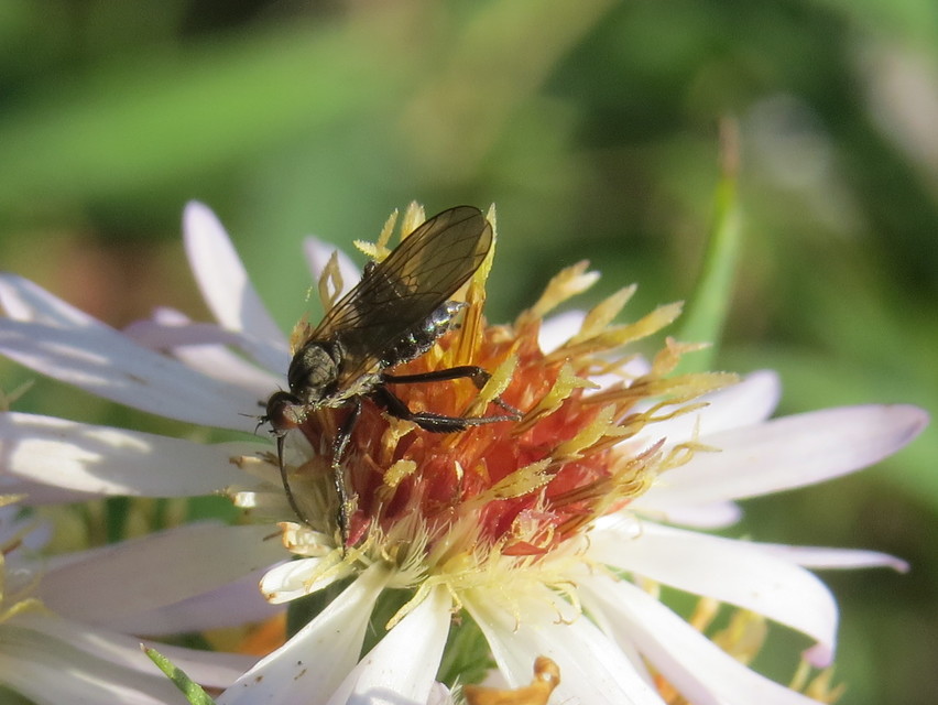Empis pennipes - tollaslábú táncoslégy