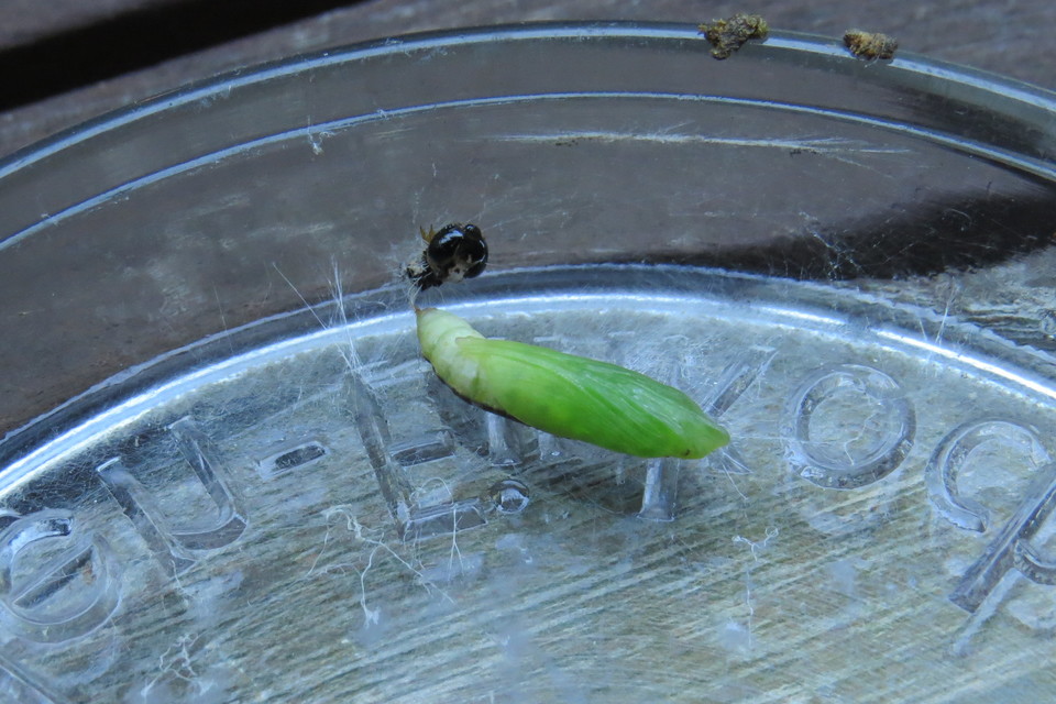 Cydalima perspectalis - puszpáng-tűzmoly