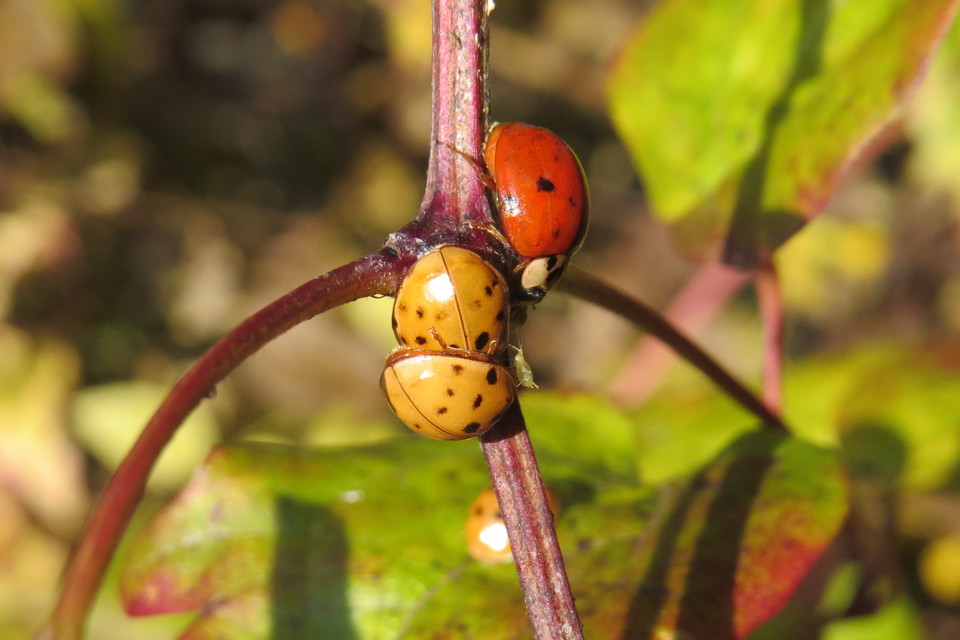 Harmonia axyridis - harlekinkatica