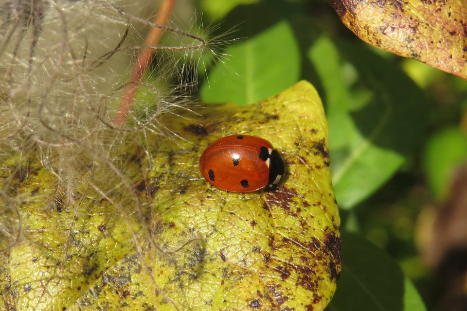 Coccinella septempunctata - hétpettyes katica
