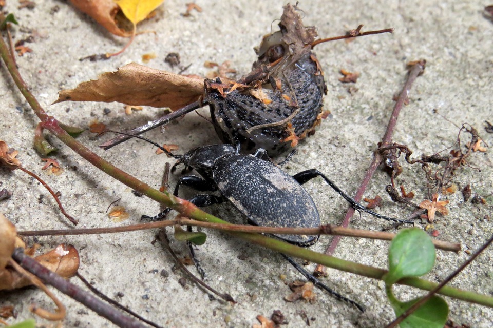 Carabus coriaceus - bőrfutrinka