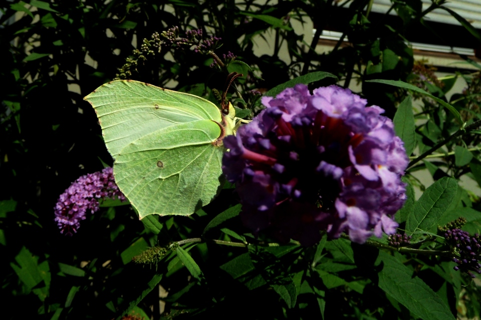 Gonepteryx rhamni - citromlepke