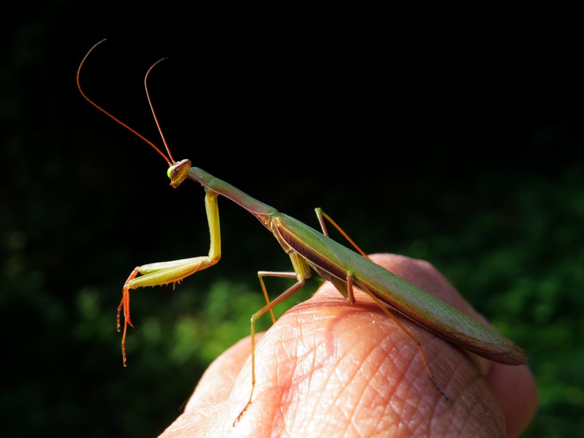 Mantis religiosa - imádkozósáska