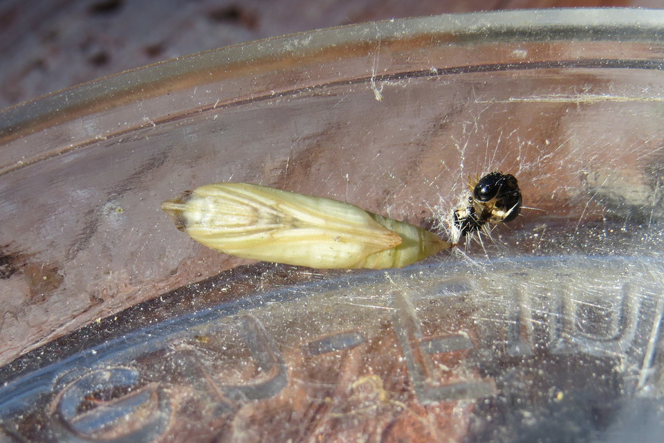 Cydalima perspectalis - puszpáng-tűzmoly