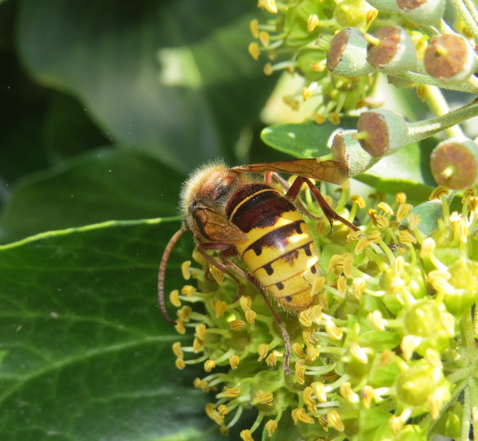 Vespa crabro - lódarázs