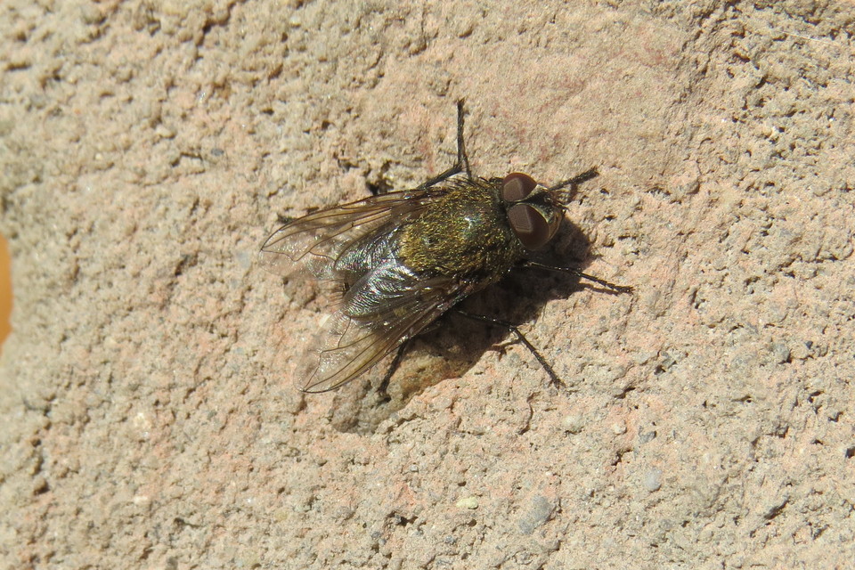 Pollenia