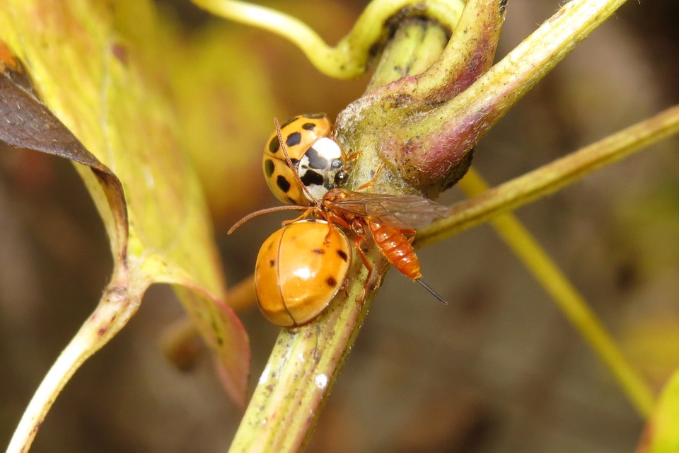 Harmonia axyridis - harlekinkatica