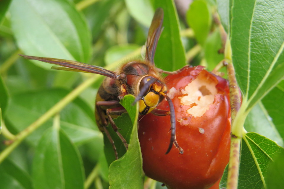 Vespa crabro - lódarázs
