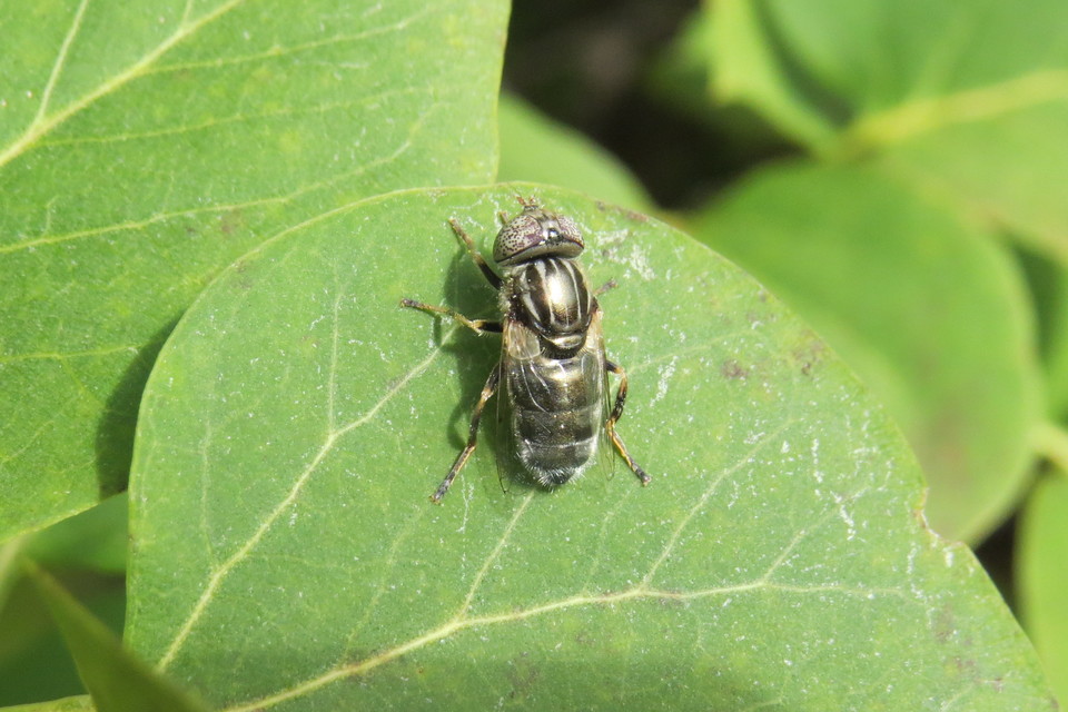Eristalinus aeneus - bronzos foltosszeműlégy