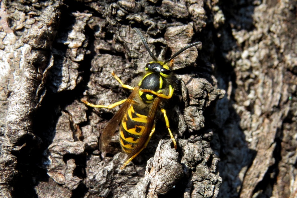 Vespula germanica - német darázs