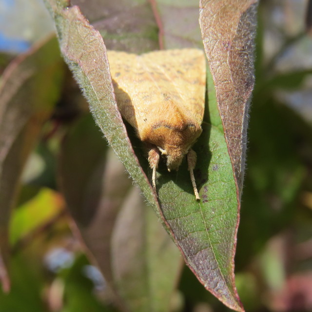Cirrhia gilvago - foltos sárgabagoly