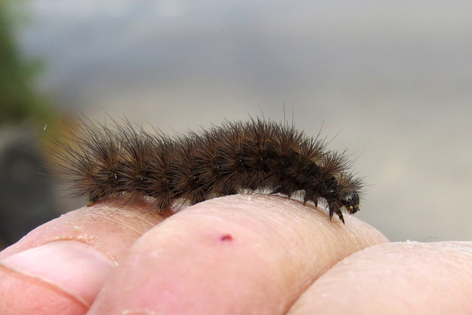 Spilosoma