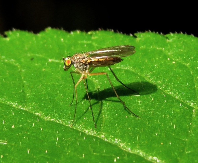 Sciapus