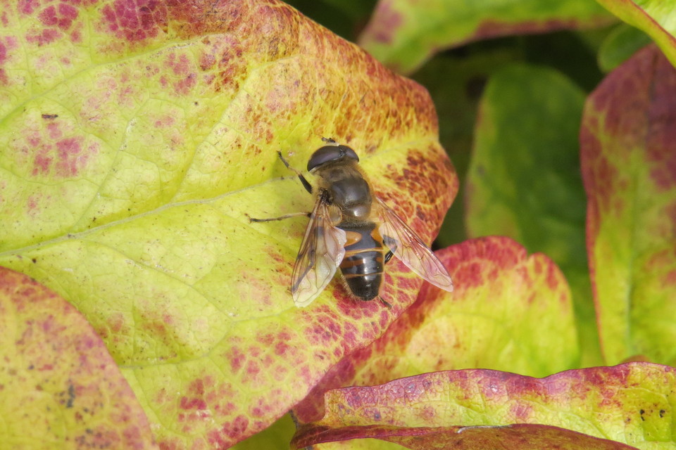Eristalis tenax - közönséges herelégy