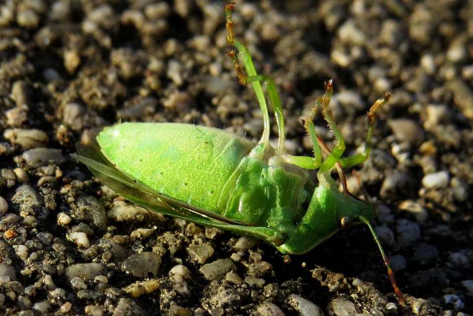 Nezara viridula - zöld vándorpoloska
