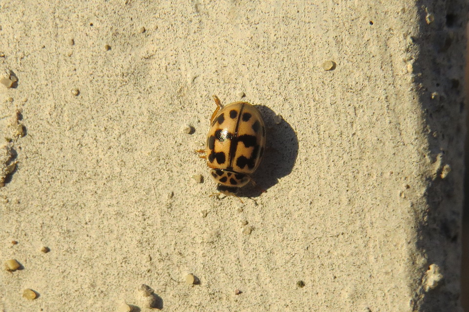 Oenopia conglobata - rózsás katica