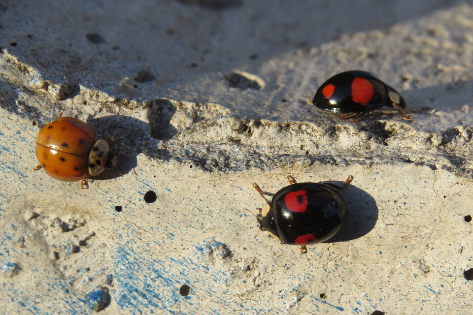 Harmonia axyridis - harlekinkatica