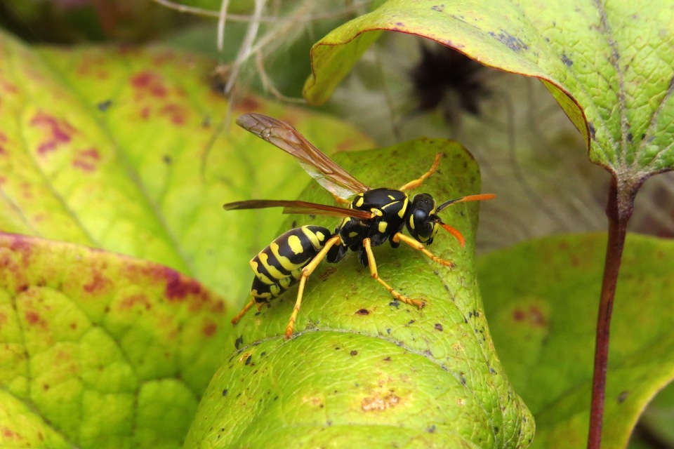 Polistes dominulus - déli papírdarázs