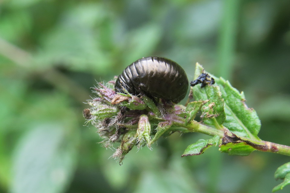Chrysolina herbacea - zöld mentalevelész