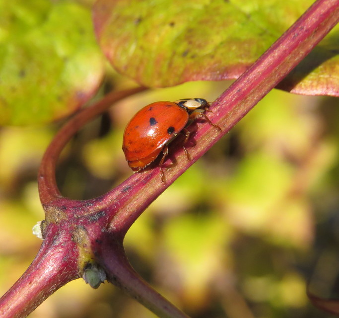 Harmonia axyridis - harlekinkatica