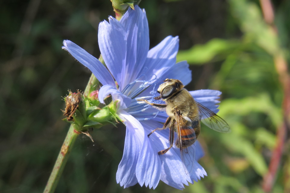 Eristalis tenax - közönséges herelégy