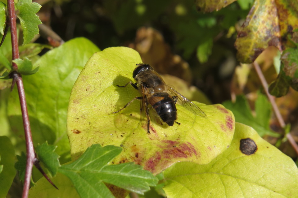 Eristalis tenax - közönséges herelégy