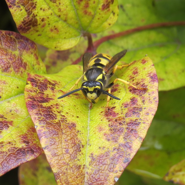 Vespula germanica - német darázs