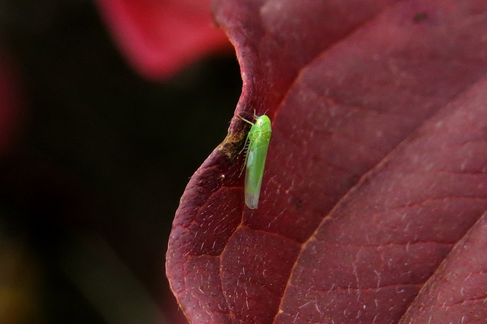 Cicadellidae - mezeikabócák