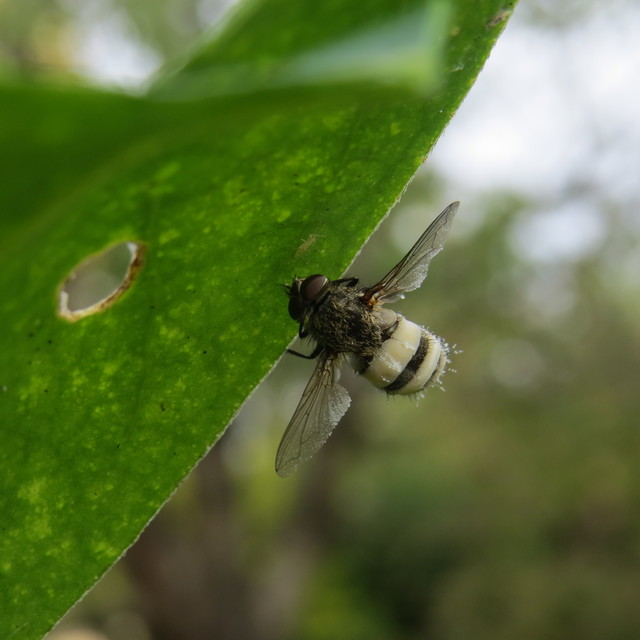 Pollenia