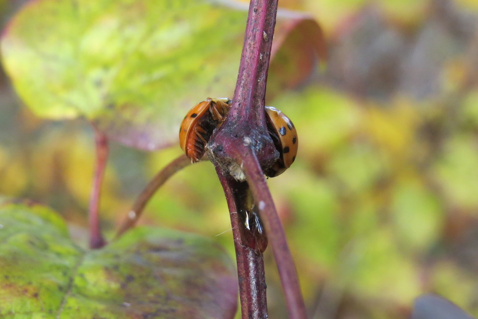 Harmonia axyridis - harlekinkatica