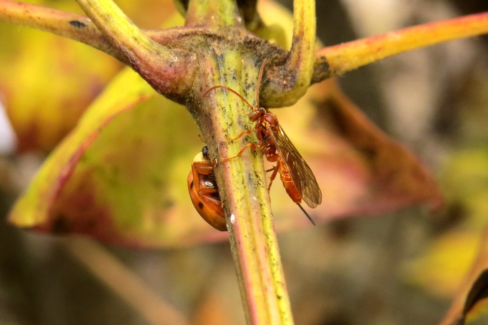 Theronia atalantae