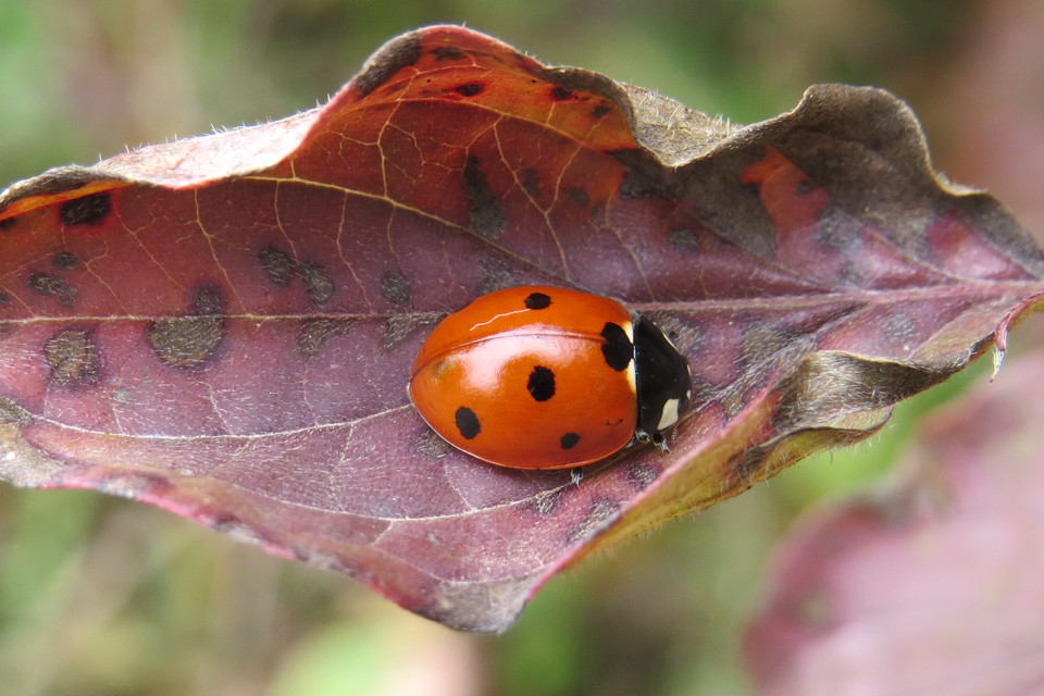 Coccinella septempunctata - hétpettyes katica
