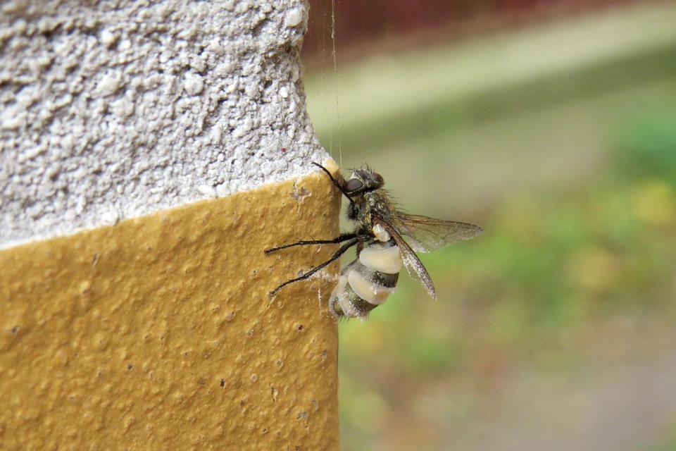 Pollenia rudis - poroshátú gilisztalégy