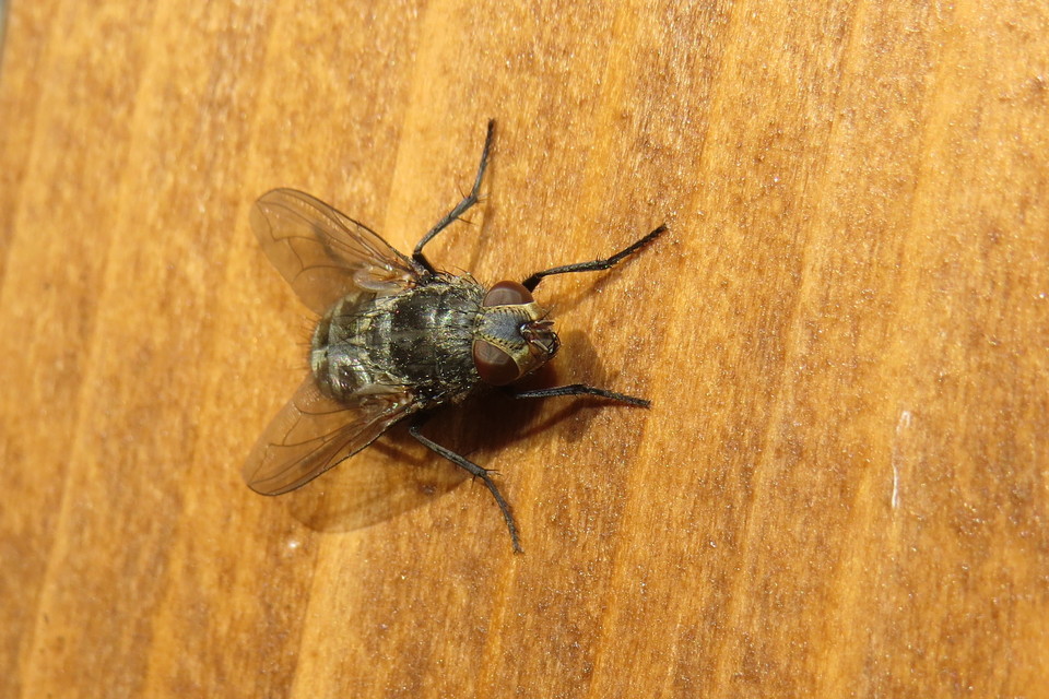 Pollenia