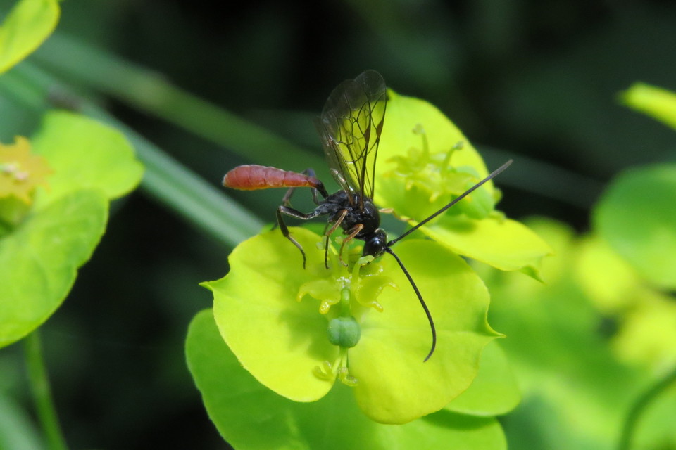 Tryphoninae