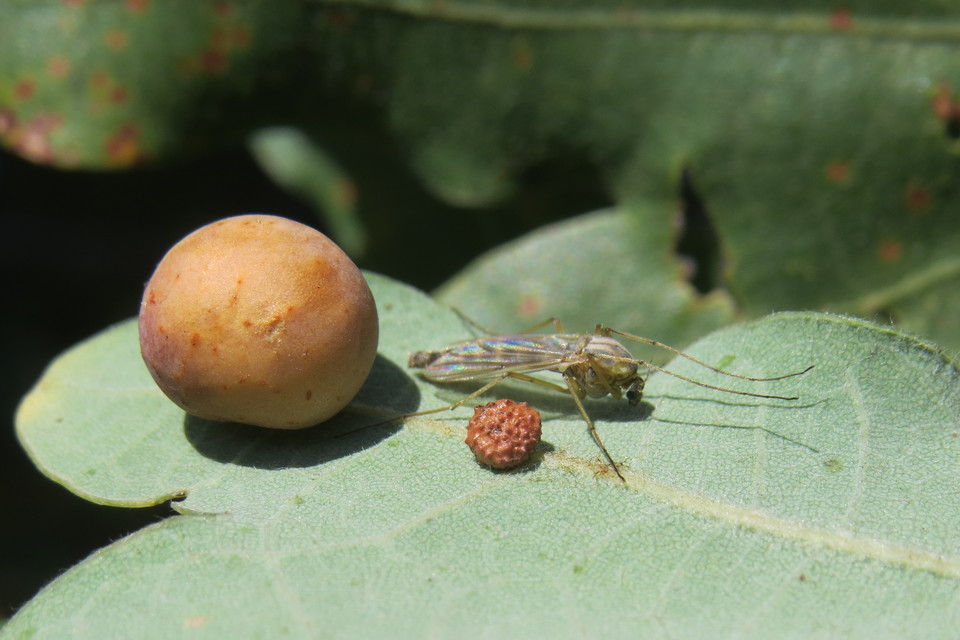 Cynips quercusfolii - golyógubacsdarázs