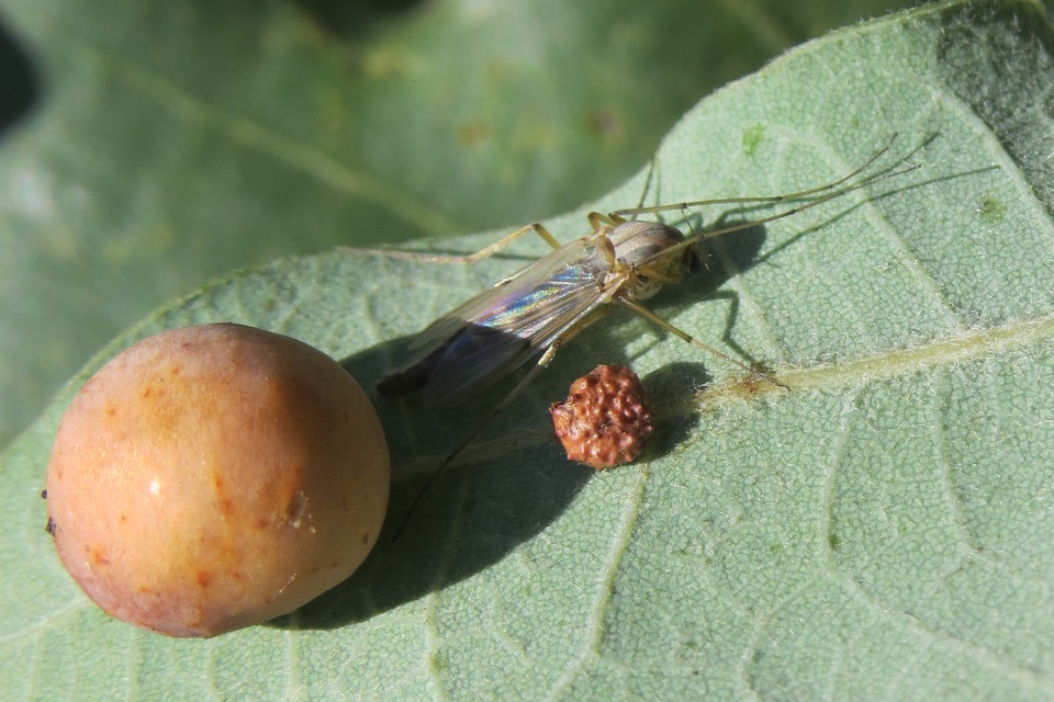 Chironomidae - árvaszúnyogok