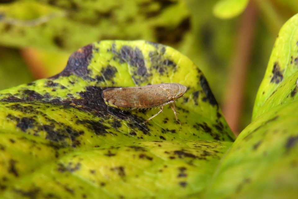 Fieberiella florii