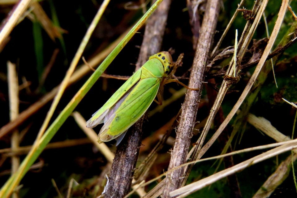 Cicadella viridis - méregzöld kabóca