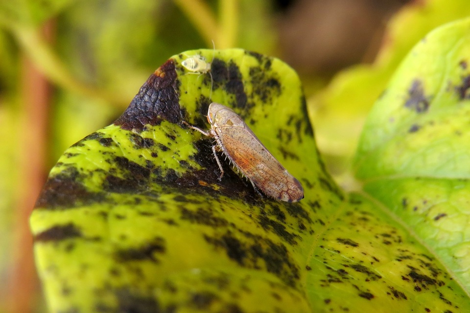Fieberiella florii