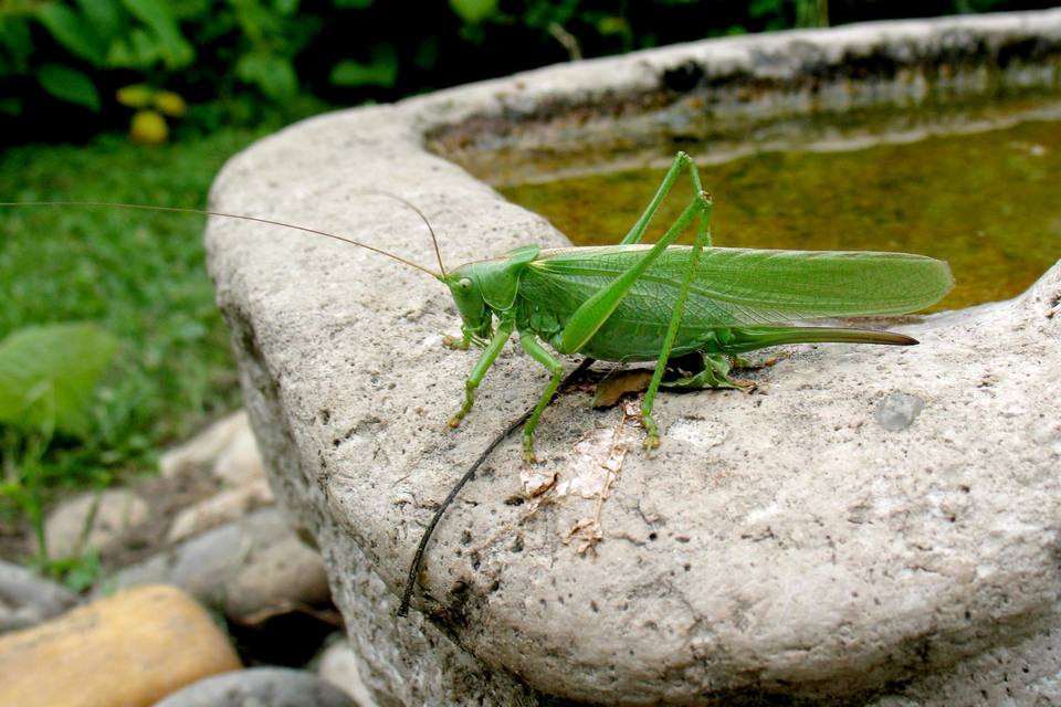 Tettigonia viridissima - zöld lombszöcske