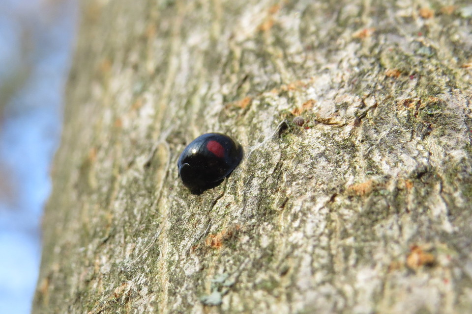 Chilocorus renipustulatus - vesefoltos szerecsenkata