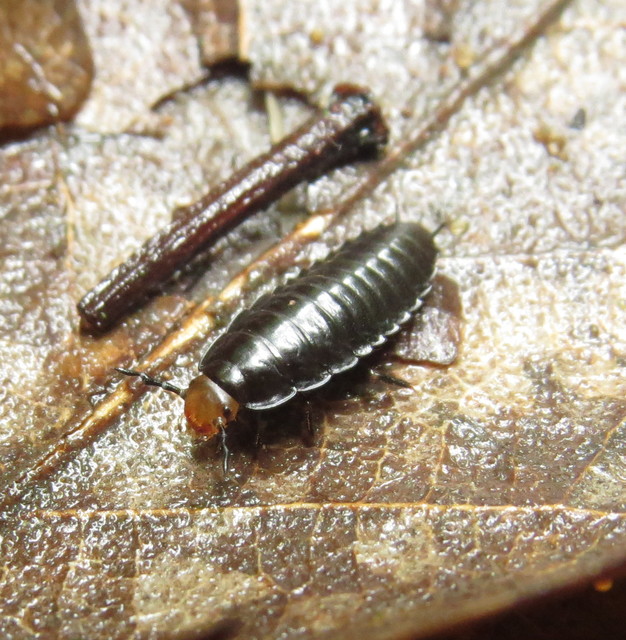 Dendroxena quadrimaculata - négypettyes dögbogár