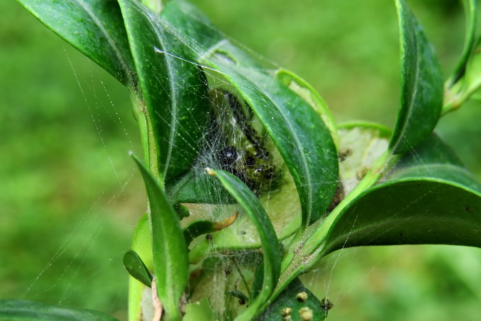 Cydalima perspectalis - puszpáng-tűzmoly
