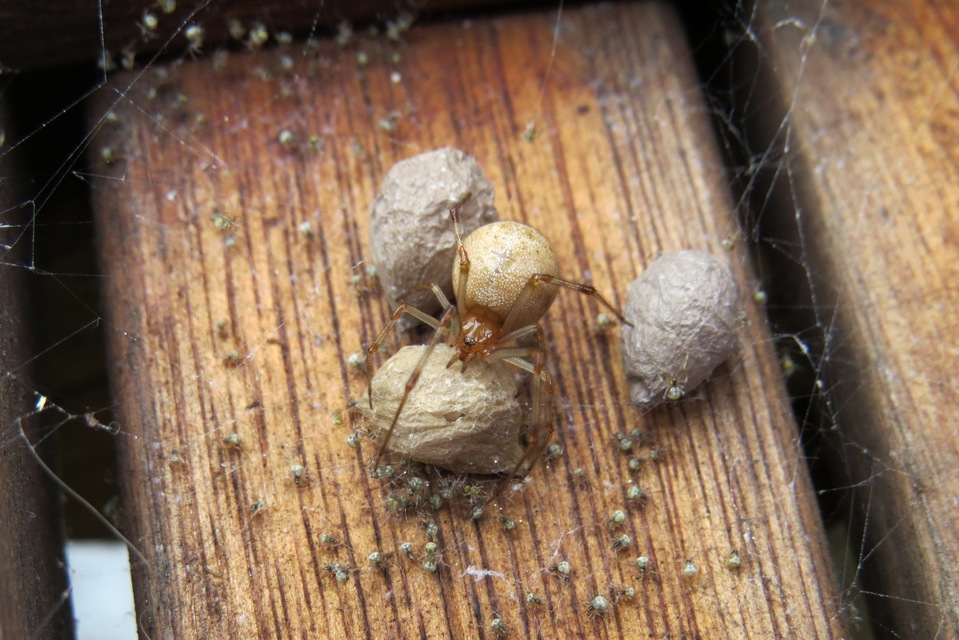 Parasteatoda tepidariorum - üvegházi törpepók