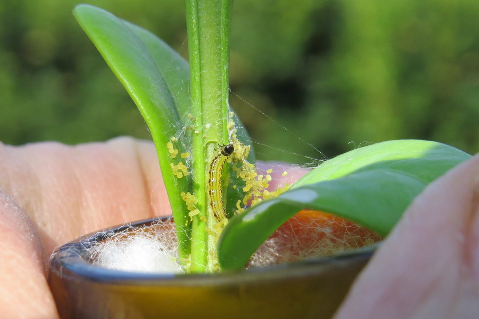 Cydalima perspectalis - puszpáng-tűzmoly