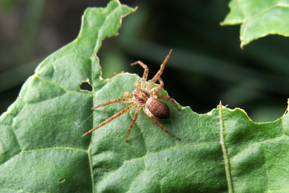 Philodromus dispar - lomb karolópók